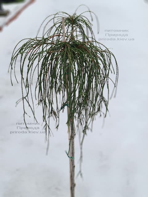 Туя складчаста Віпкорд на штамбі (Thuja plicata Wipcord) ФОТО Розплідник рослин Природа (2)