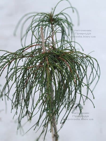 Туя складчаста Віпкорд на штамбі (Thuja plicata Wipcord) ФОТО Розплідник рослин Природа (3)