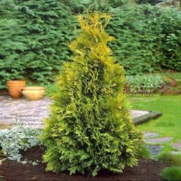 Туя західна Еллоу Ріббон (Thuja occidentalis Yellow Ribbon) ФОТО Розплідник рослин Природа (1)