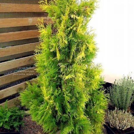 Туя західна Еллоу Ріббон (Thuja occidentalis Yellow Ribbon) ФОТО Розплідник рослин Природа (2)