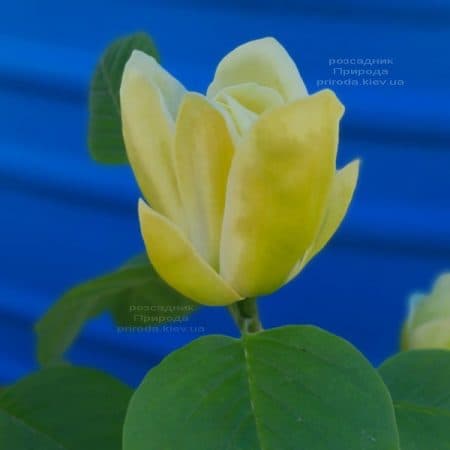Магнолия Лоис (Magnolia Lois) ФОТО Питомник растений Природа (2)