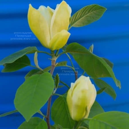 Магнолия Лоис (Magnolia Lois) ФОТО Питомник растений Природа (3)