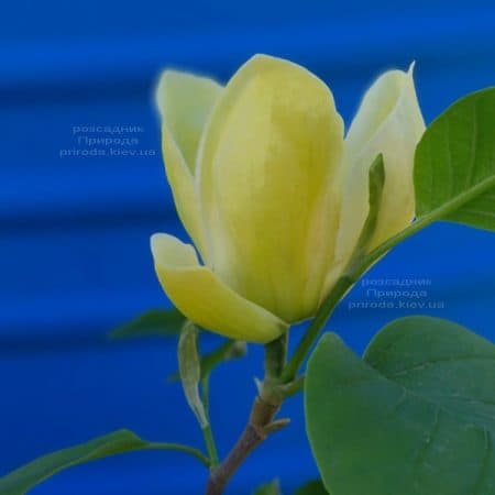 Магнолія Лоїс (Magnolia Lois) ФОТО Розплідник рослин Природа (4)