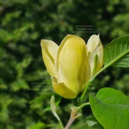 Магнолия Лоис (Magnolia Lois) ФОТО Питомник растений Природа (5)