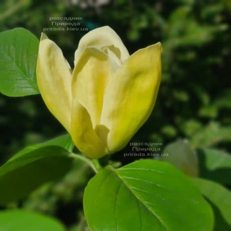 Магнолия Лоис (Magnolia Lois) ФОТО Питомник растений Природа (6)