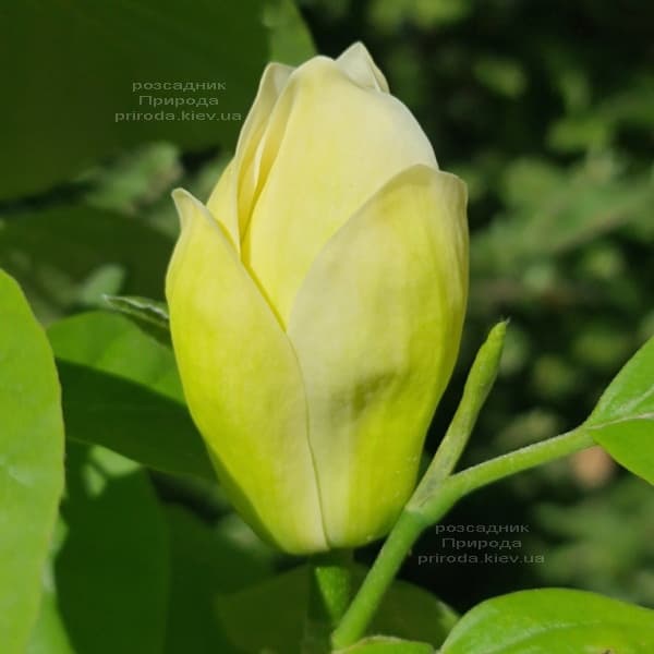 Магнолия Лоис (Magnolia Lois) ФОТО Питомник растений Природа (7)