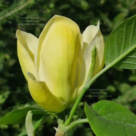 Магнолия Лоис (Magnolia Lois) ФОТО Питомник растений Природа (8)