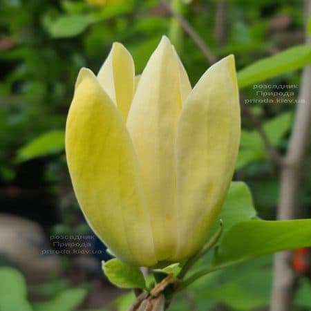 Магнолия бруклинская Еллоу Берд (Magnolia brooklynensis Yellow Bird) ФОТО Питомник растений Природа (36)