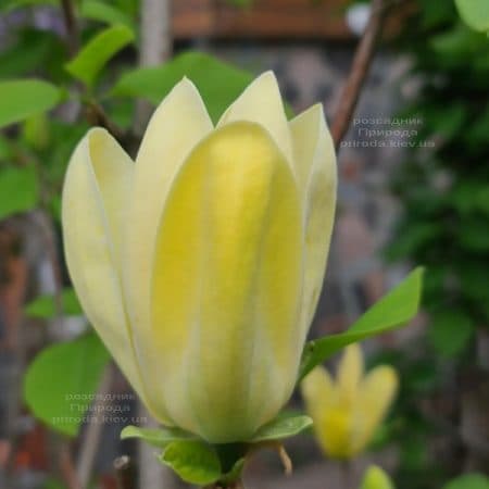 Магнолия бруклинская Еллоу Берд (Magnolia brooklynensis Yellow Bird) ФОТО Питомник растений Природа (37)