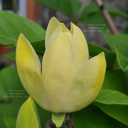 Магнолия бруклинская Еллоу Берд (Magnolia brooklynensis Yellow Bird) ФОТО Питомник растений Природа (38)