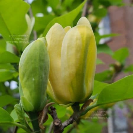 Магнолия бруклинская Еллоу Берд (Magnolia brooklynensis Yellow Bird) ФОТО Питомник растений Природа (39)
