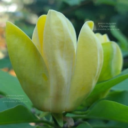 Магнолия бруклинская Еллоу Берд (Magnolia brooklynensis Yellow Bird) ФОТО Питомник растений Природа (40)