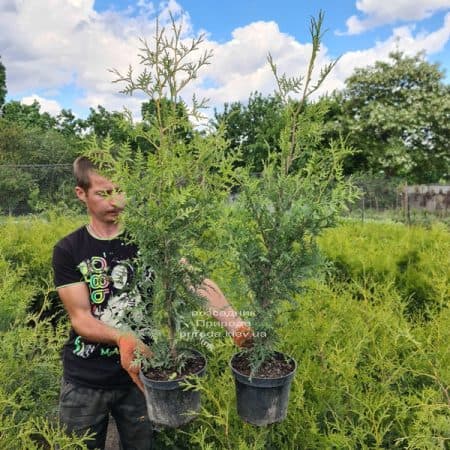 Туя західна Брабант (Thuja occidentalis Brabant) ФОТО Розплідник рослин Природа (114)