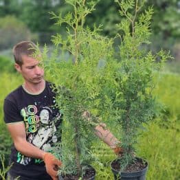 Туя західна Брабант (Thuja occidentalis Brabant) ФОТО Розплідник рослин Природа (115)