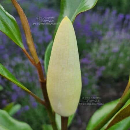 Магнолія великоквіткова Кей Перріс (Magnolia grandiflora Kay Parris) ФОТО Розплідник рослин Природа (10)