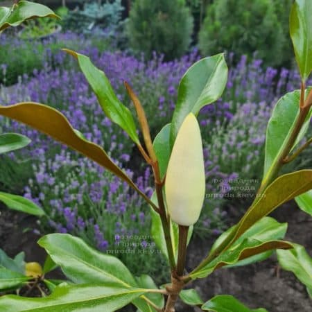 Магнолія великоквіткова Кей Перріс (Magnolia grandiflora Kay Parris) ФОТО Розплідник рослин Природа (11)