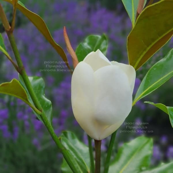 Магнолія великоквіткова Кей Перріс (Magnolia grandiflora Kay Parris) ФОТО Розплідник рослин Природа (12)