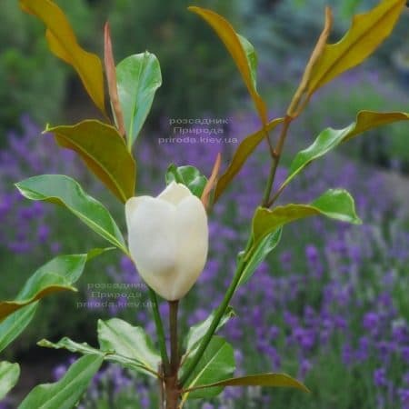 Магнолія великоквіткова Кей Перріс (Magnolia grandiflora Kay Parris) ФОТО Розплідник рослин Природа (13)