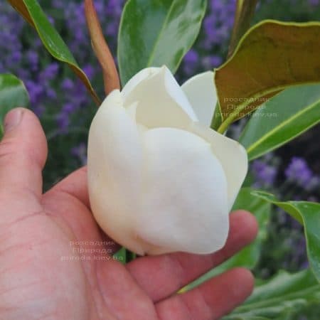 Магнолія великоквіткова Кей Перріс (Magnolia grandiflora Kay Parris) ФОТО Розплідник рослин Природа (14)