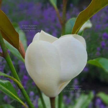 Магнолія великоквіткова Кей Перріс (Magnolia grandiflora Kay Parris) ФОТО Розплідник рослин Природа (15)