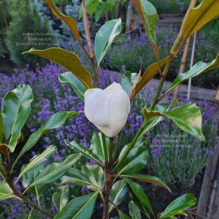 Магнолія великоквіткова Кей Перріс (Magnolia grandiflora Kay Parris) ФОТО Розплідник рослин Природа (16)