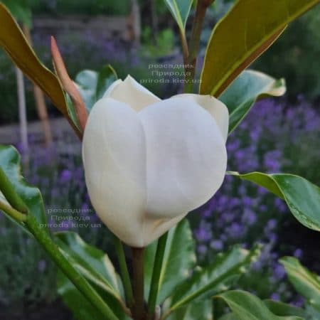 Магнолія великоквіткова Кей Перріс (Magnolia grandiflora Kay Parris) ФОТО Розплідник рослин Природа (17)