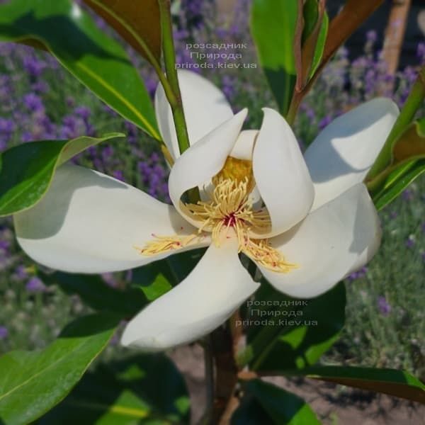 Магнолия крупноцветковая Кей Пэррис (Magnolia grandiflora Kay Parris) ФОТО Питомник растений Природа (18)
