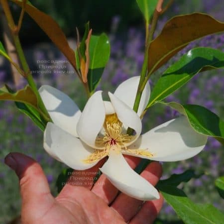 Магнолія великоквіткова Кей Перріс (Magnolia grandiflora Kay Parris) ФОТО Розплідник рослин Природа (19)