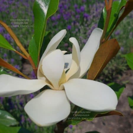 Магнолія великоквіткова Кей Перріс (Magnolia grandiflora Kay Parris) ФОТО Розплідник рослин Природа (20)