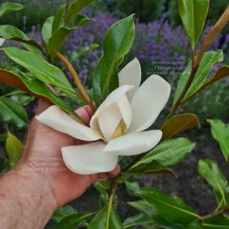 Магнолія великоквіткова Кей Перріс (Magnolia grandiflora Kay Parris) ФОТО Розплідник рослин Природа (21)