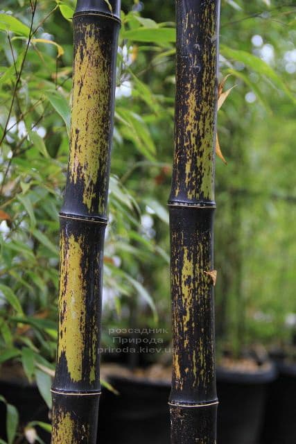 Бамбук чорний (Філлостахіс) (Bambusa phyllostachys Nigra) ФОТО Розсадник рослин Природа (1)
