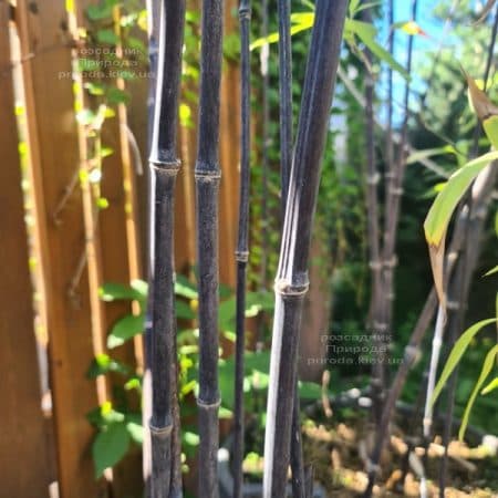 Бамбук чорний (Філлостахіс) (Bambusa phyllostachys Nigra) ФОТО Розсадник рослин Природа (3)