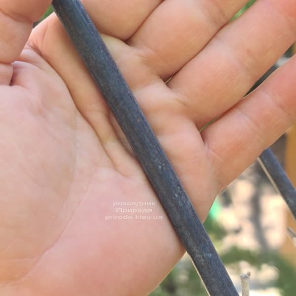Бамбук чорний (Філлостахіс) (Bambusa phyllostachys Nigra) ФОТО Розсадник рослин Природа (4)