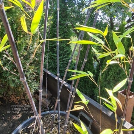 Бамбук черный (Филлостахис) (Bambusa phyllostachys Nigra) ФОТО Питомник растений Природа (5)
