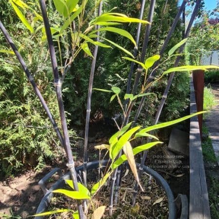 Бамбук черный (Филлостахис) (Bambusa phyllostachys Nigra) ФОТО Питомник растений Природа (6)