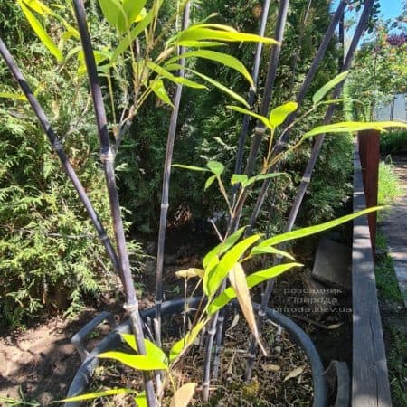 Бамбук чорний (Філлостахіс) (Bambusa phyllostachys Nigra) ФОТО Розплідник рослин Природа (6)