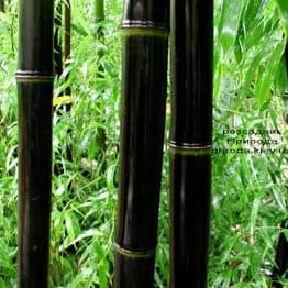 Бамбук чорний (Філлостахіс) (Bambusa phyllostachys Nigra) ФОТО Розплідник рослин Природа (7)