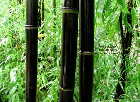 Бамбук чорний (Філлостахіс) (Bambusa phyllostachys Nigra) ФОТО Розплідник рослин Природа (7)