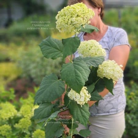 Гортензия древовидная Анабель (Hydrangea arborescens Anabelle) ФОТО Питомник растений Природа (2)