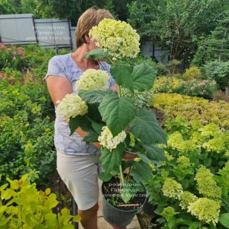 Гортензія деревоподібна Анабель (Hydrangea arborescens Anabelle) ФОТО Розплідник рослин Природа (3)