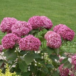 Гортензія деревоподібна Пінк Анабель (Hydrangea arborescens Anabelle Pink) ФОТО Розплідник рослин Природа (1)