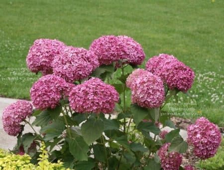 Гортензия древовидная Пинк Анабель (Hydrangea arborescens Anabelle Pink) ФОТО Питомник растений Природа (1)