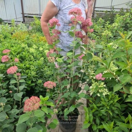 Гортензія деревоподібна Пінк Анабель (Hydrangea arborescens Anabelle Pink) ФОТО Розплідник рослин Природа (2)