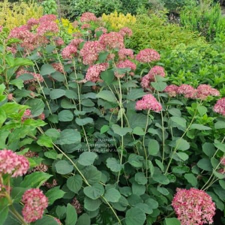 Гортензия древовидная Пинк Анабель (Hydrangea arborescens Anabelle Pink) ФОТО Питомник растений Природа (3)