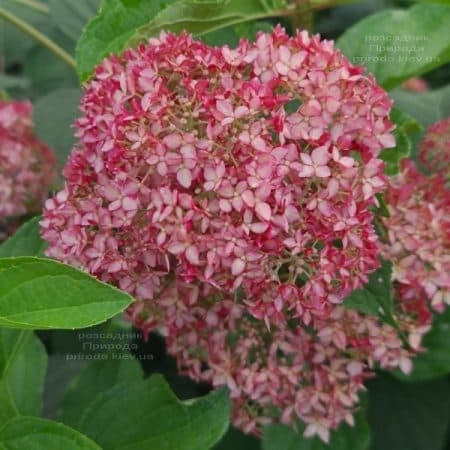 Гортензія деревоподібна Пінк Анабель (Hydrangea arborescens Anabelle Pink) ФОТО Розплідник рослин Природа (4)