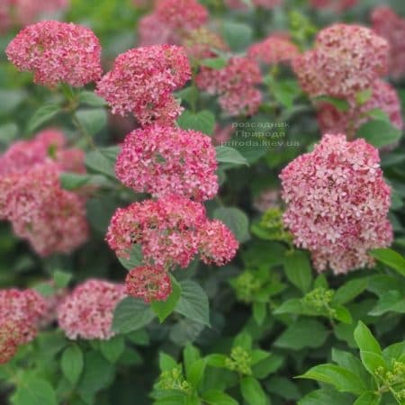 Гортензія деревоподібна Пінк Анабель (Hydrangea arborescens Anabelle Pink) ФОТО Розплідник рослин Природа (5)