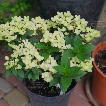 Гортензія хуртовина Полестар (Hydrangea paniculata Polestar) ФОТО Розплідник рослин Природа (3)