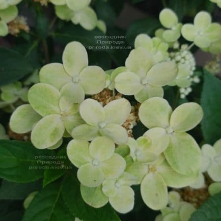 Гортензия метельчатая Полестар (Hydrangea paniculata Polestar) ФОТО Питомник растений Природа (5)