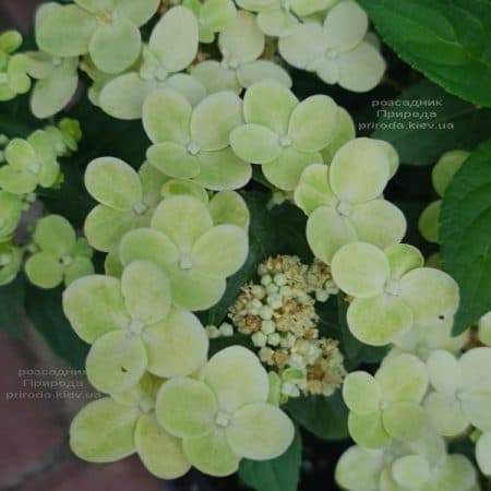 Гортензія хуртовина Полестар (Hydrangea paniculata Polestar) ФОТО Розплідник рослин Природа (6)