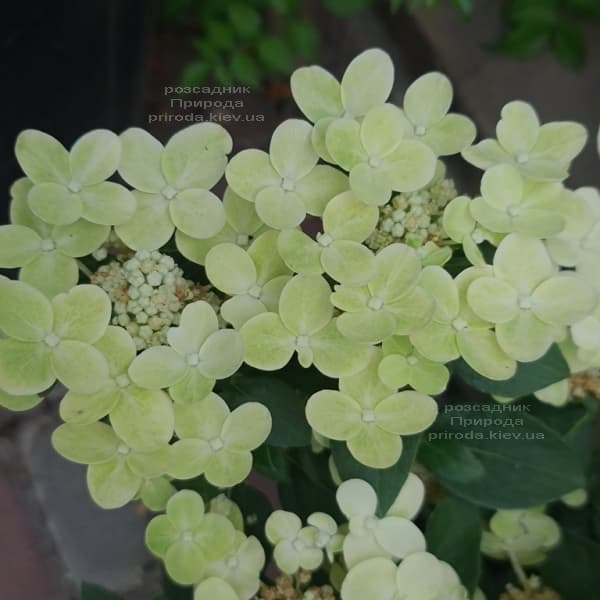 Гортензія хуртовина Полестар (Hydrangea paniculata Polestar) ФОТО Розплідник рослин Природа (7)